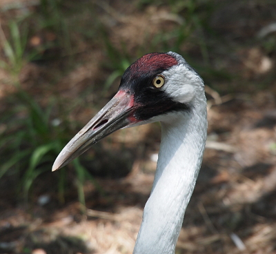 [This image is the head and upper neck of the bird. Its head is facing left showing its long pointed bill. The front half of its head is a reddish-black and extend in a c-shape around the eye to the back of its head. The rest of the head and neck of the bird is white. ]